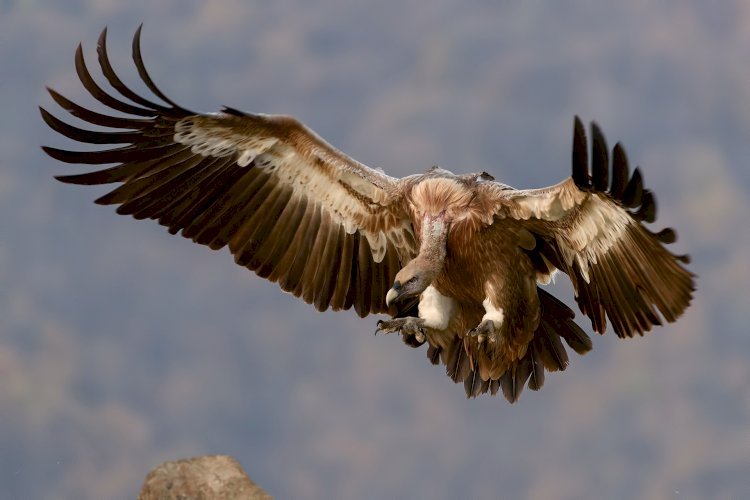 A Vulture Colony in Tripura soon