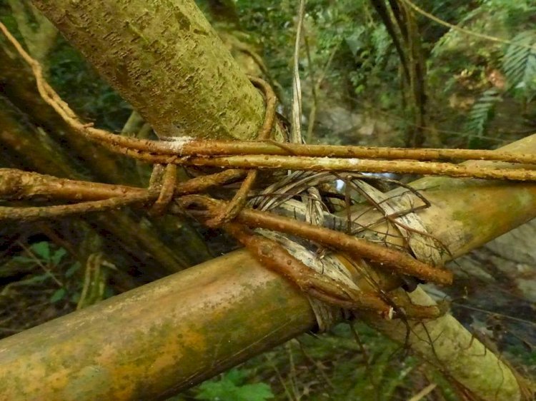 Mission Possible: Meghalaya Boy on Village Trails to Promote and Build ‘Living Architectures’